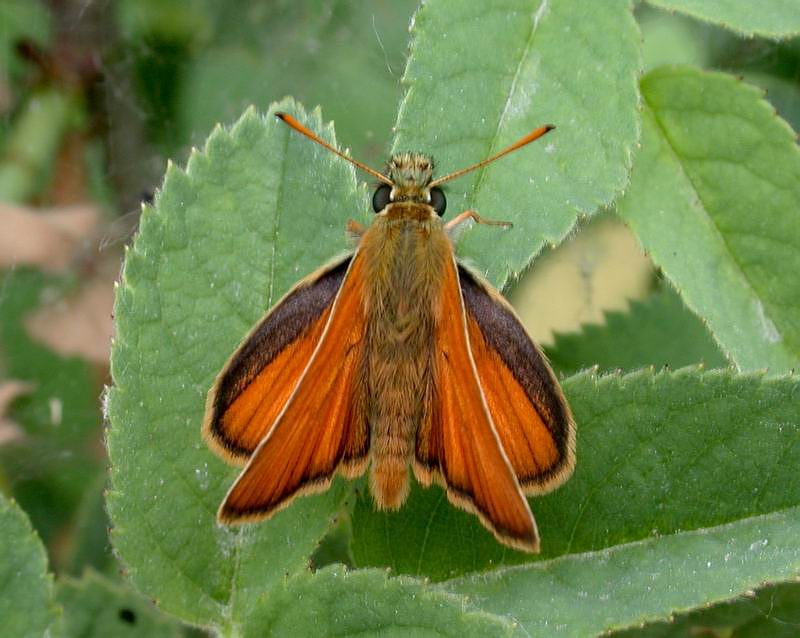 E'' una  Ochlodes sp? - No, Thymelicus sp.